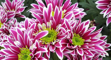 Website & nieuwsbrieven Chrysantportal